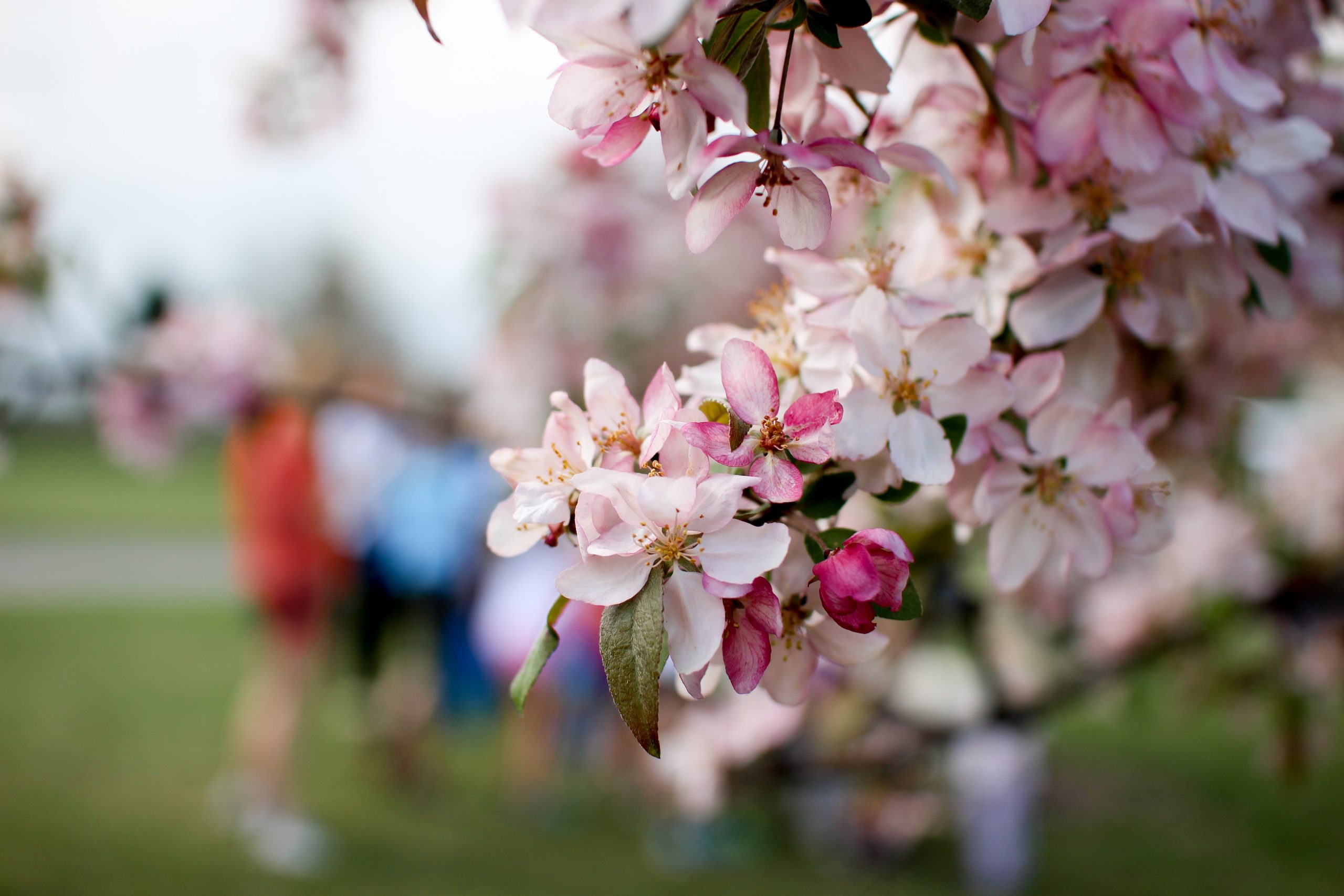 Human Flourishing
